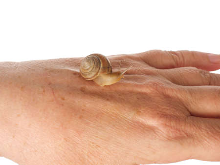 A snail is crawling along a woman's hand. Cosmetic product made from mucin snail mucus. Rejuvenation. Isolated.の写真素材