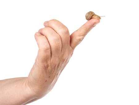 The snail sits on the woman's index finger. Cosmetic product made from mucin snail mucus. Rejuvenation. Isolated.の写真素材