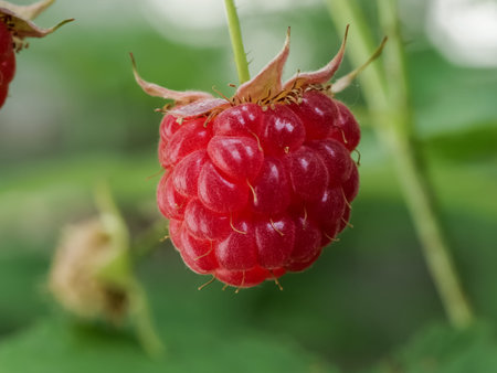 Raspberries on the branches. Close.