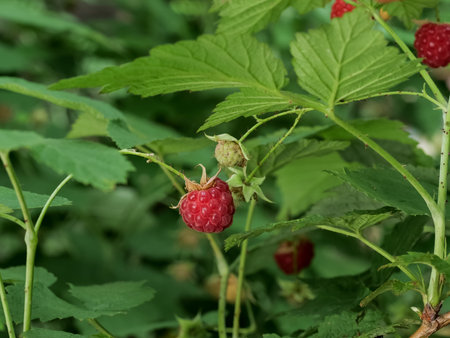 Raspberries on the branches. Close.