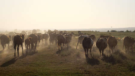 A herd of cows walks into the sunset, dusty road, streaks of light. Livestock raising. Horizontal photo.の写真素材