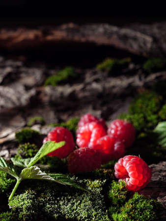 Raspberries lie on moss and bark. Forest landscape, natural berries. Streaks of sunlight. Copy space.の写真素材