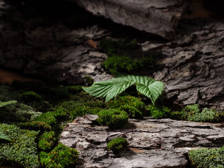 Forest background, moss and tree bark. Spring Summer. Green background. Copy space.の写真素材