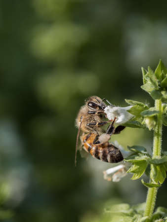 A honey bee pollinating a basil flower. Vertical photo, copy space.の写真素材