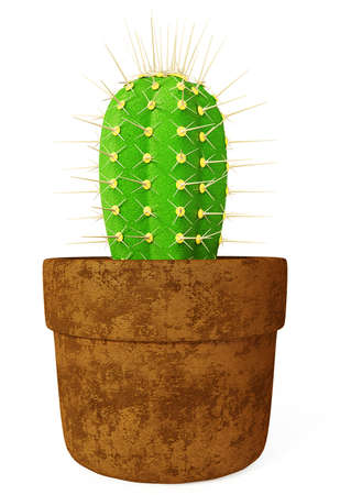 green cactus isolated on a white background.の写真素材