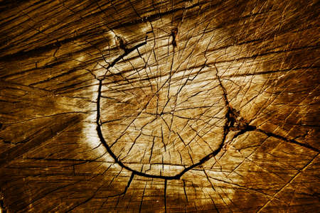 Wooden background with age circles.Brown color.の写真素材