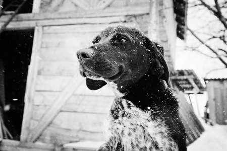 Black dog located in the courtyard. Monochromic photoの写真素材