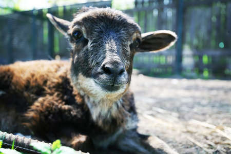 Small  brown lamb seats  in zoo. Close-up.の写真素材