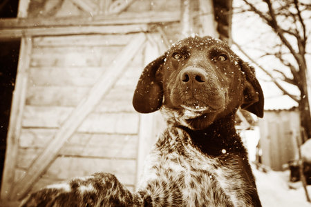 Black dog located in the courtyard. Monochromic photoの写真素材