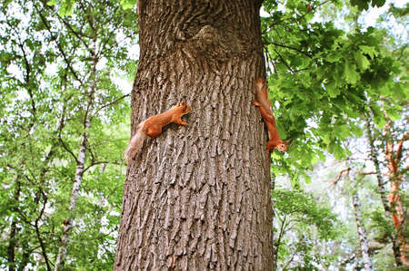 two squirrels on a tree in a parkの写真素材