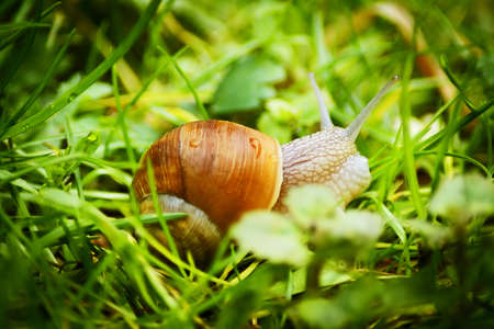 big snail in the green grass. close-upの写真素材