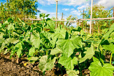 cucumber sprouts in a field, blue skyの写真素材