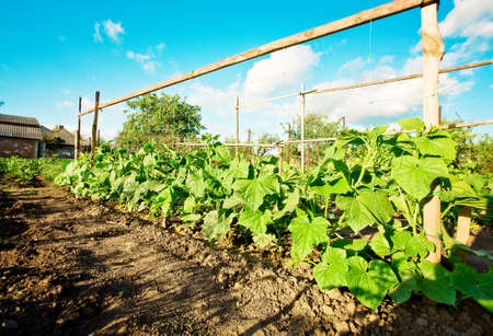 cucumber sprouts in a field, blue skyの写真素材