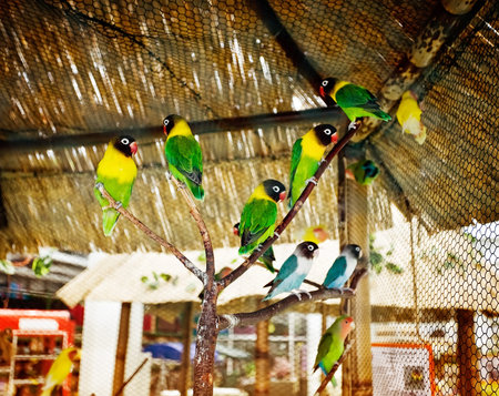 many colored parrots in a zoo. horizontal