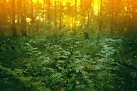 yellow fire in the forest blur backgroundの写真素材