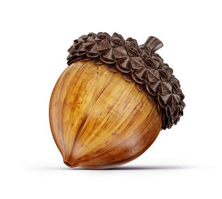 brown acorn isolated on a white backgroundの写真素材