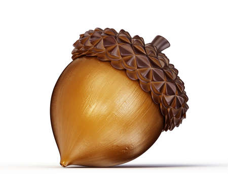 brown acorn isolated on a white backgroundの写真素材