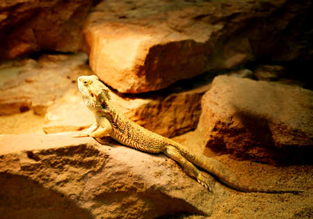 yellow iguana sit on the big stonesの写真素材