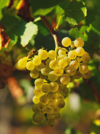 bunch of grapesの写真素材