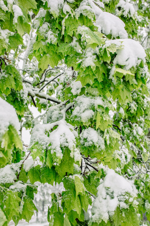 Snow late spring abundance with frostsの写真素材