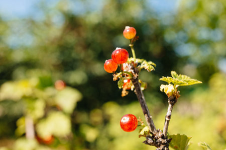 Red currantの写真素材