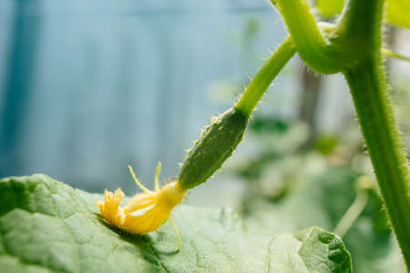Small cucumbers with flower in the greenhouseの写真素材