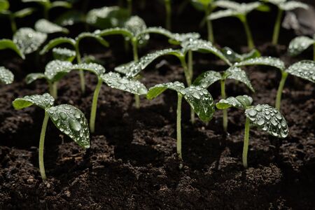Macro shot of nursery cucumber leaf with water droplets, seedlings plantsの写真素材
