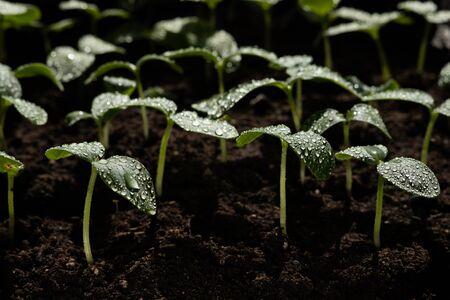 close up, cucumber seedlings, water drops on cucumber leaves, plantsの写真素材