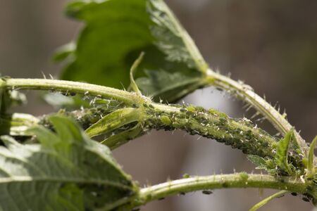 macro, colony of green peach aphids, harmful pest,の写真素材