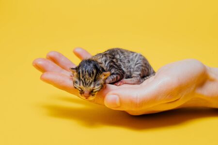 Crop person with newborn kitten on yellow background in studioの写真素材