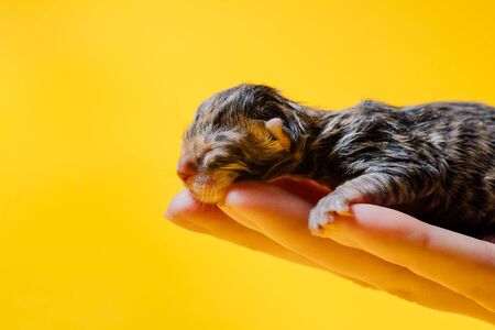 Side view of relaxed kitten lying on palm of anonymous female in studio on yellow backgroundの写真素材