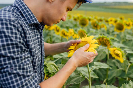 close up, Agronomist inspecting sunflower plant growing in the farm field. Agriculture production concept. farmer examines sunflower plant on field in summerの写真素材