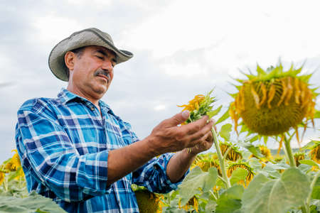 Farmer or agricultural expert inspecting quality of sunflower in fieldの写真素材