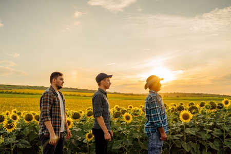 group of three farmers father and two sons, in sunflower field, at sunset, family agrobusinessの写真素材