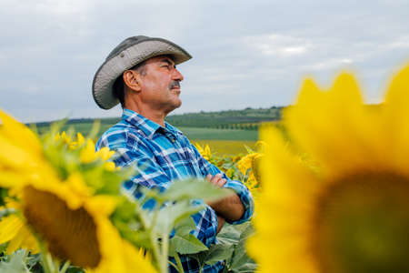side view of a farmer standing in cultivated sunflower crops field and looking to a beautiful sunset on the horizonの写真素材