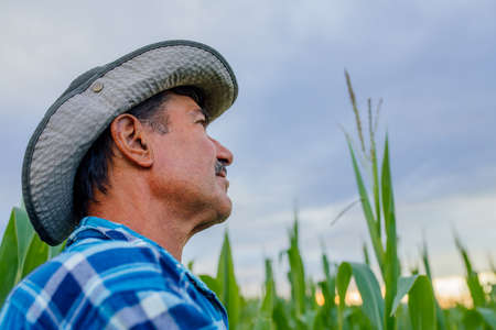 senior farmer standing in corn field examining crop at sunset, looking to a beautiful sunset on the horizonの写真素材
