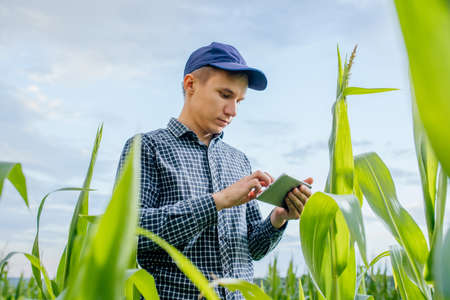 low angle of a farmer standing in a wheat field and looking at tablet, They are examining corpの写真素材