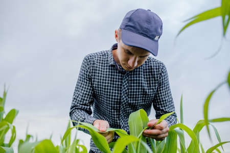 close up, young farmer examining and doing the quality control on the corn farm, agronomist expertの写真素材