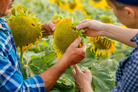 close up, Agronomists inspecting sunflower plant growing in the farm field. Agriculture production concept. Agronomists examines sunflower plant on field in summerの写真素材