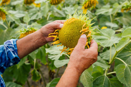 close up, Senior farmer examining and doing the quality control on the sunflower farm