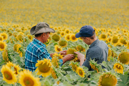 Agronomists inspecting sunflower plant growing in the farm field. Agriculture production concept. Agronomists examines sunflower plant on field in summerの写真素材