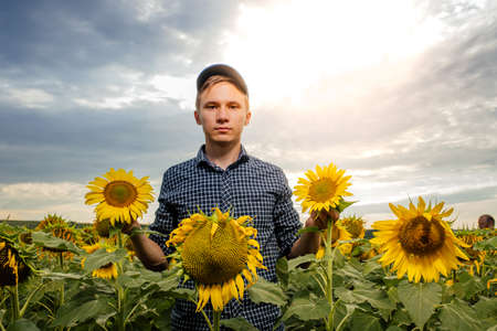 young farmer standing in sunflower field examining crop at sunset, looking at cameraの写真素材