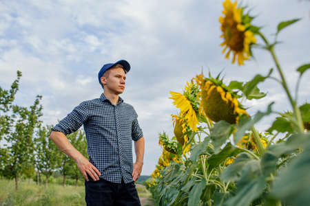 young farmer standing in sunflower field examining crop at sunset, looking to a beautiful sunset on the horizon.の写真素材