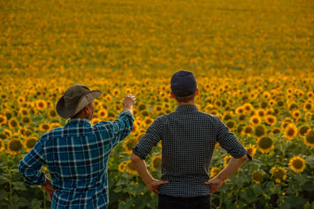 rear view, farmers standing in a sunflowers field looking and pointing away, They are examine the sunflower plantation at sunsetの写真素材