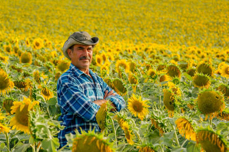senior indian farmer standing in sunflower field examining crop at sunset, looking at cameraの写真素材