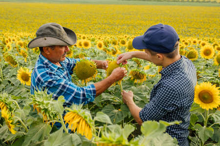 Agronomists inspecting sunflower plant growing in the farm field. Agriculture production concept. Agronomists examines sunflower plant on field in summerの写真素材