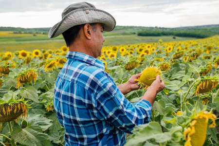 male farmer or agronomist examining sunflower plant in field, rear viewの写真素材