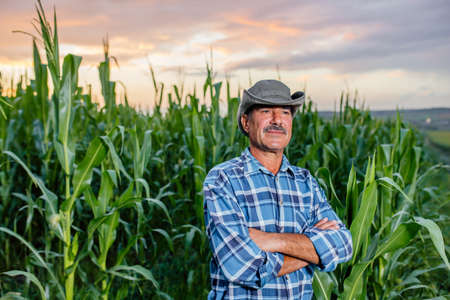 male farmer standing in cultivated corn crops field and looking to a beautiful sunset on the horizonの写真素材