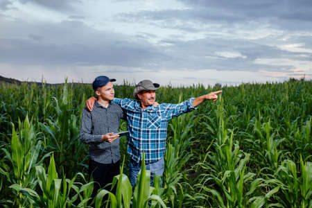 son and father, farmers standing in a corn field with tablet, looking and pointing away, They are examining corp at sunsetの写真素材