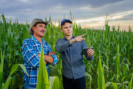 senior and young farmer standing in a corn field with tablet, looking and pointing away, They are examining corp at sunsetの写真素材